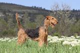 AIREDALE TERRIER 165